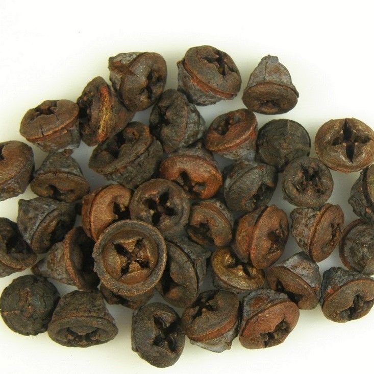  Eukalyptus gomb natr