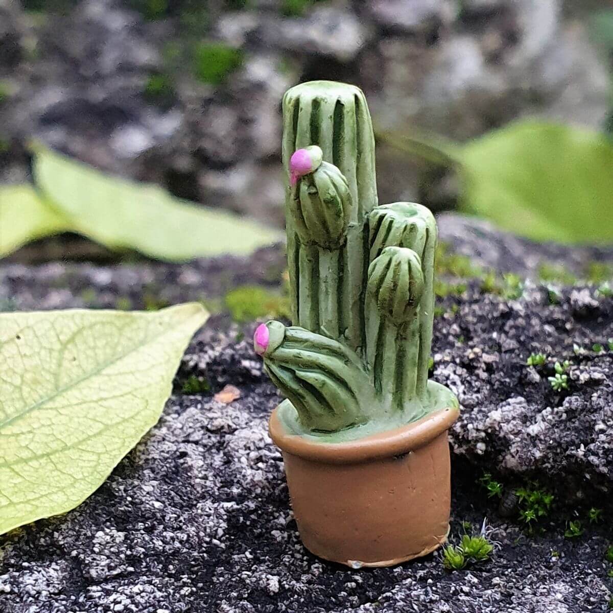  30 mm-es Mini kaktusz