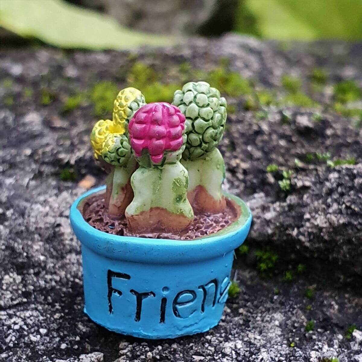  25 mm-es mini kaktusz